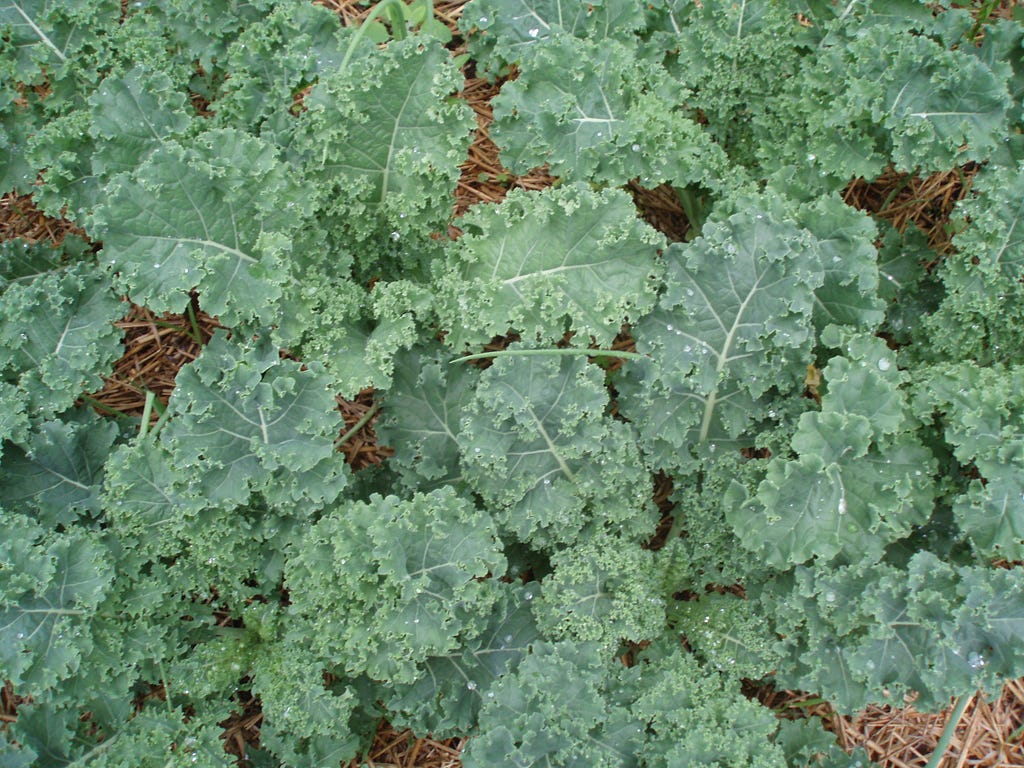 Growing Kale and Survival Gardening