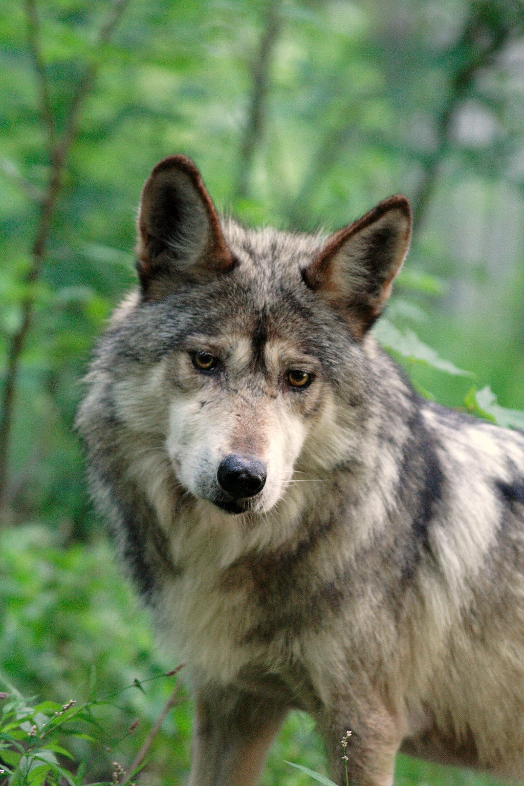 Mexican gray wolf