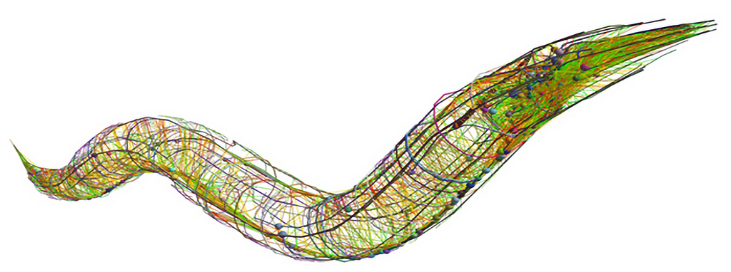 A closeup wireframe diagram of a worm is shown in profile as if wriggling past the viewer. The worm is full of green lines connecting tiny colored balls that represent neurons.