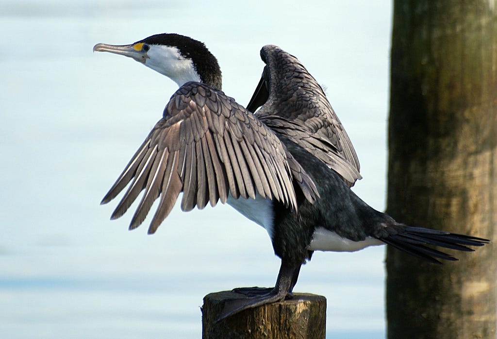 2. Exploring the Different Styles of Shag Dancing: From Carolina Shag to Collegiate Shag