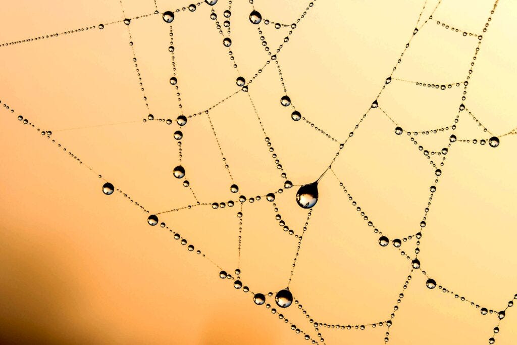 water drops on spider web