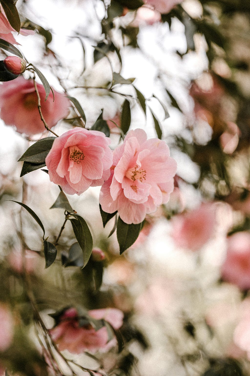 Picture of a pink flower hanging from a branch