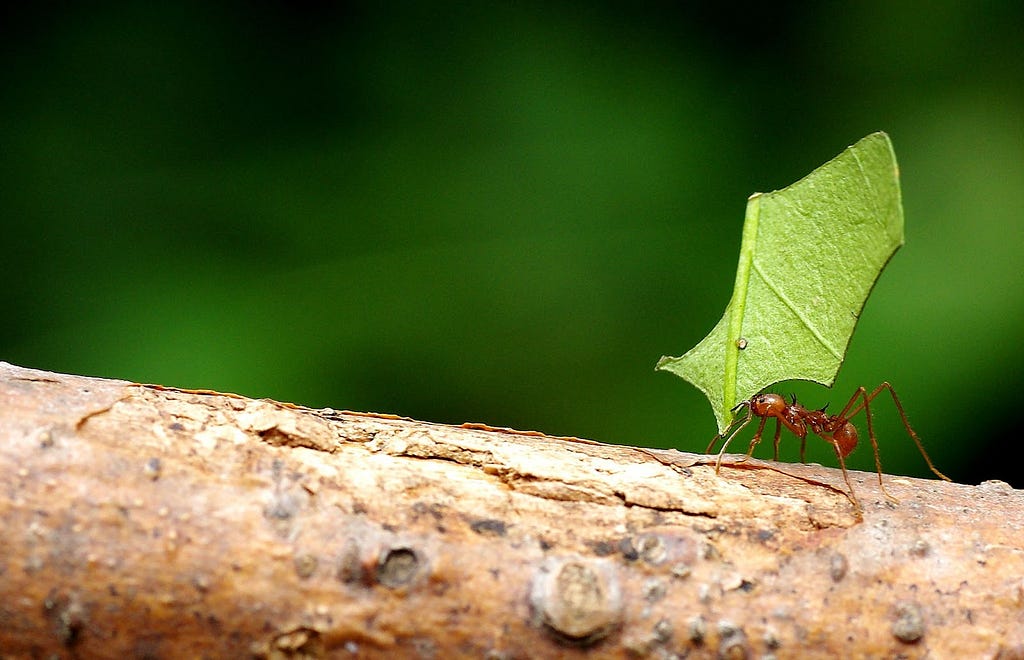 Ant carrying a leaf over its head