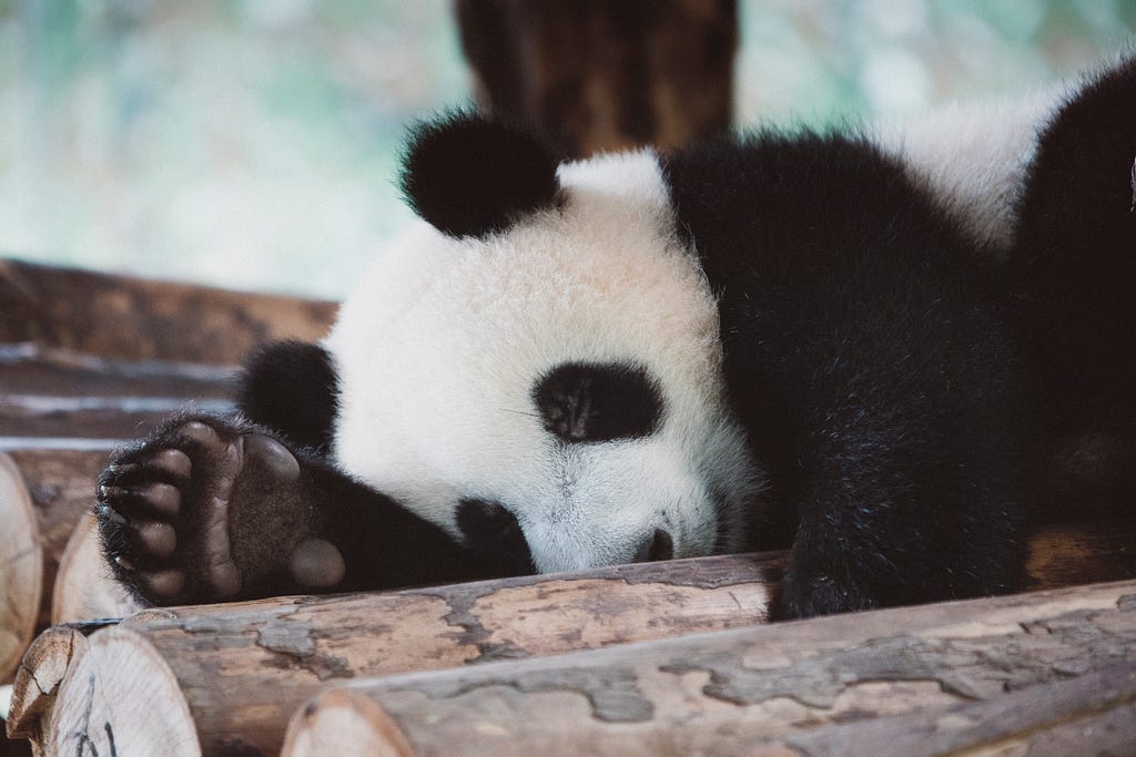 Cute sleeping panda