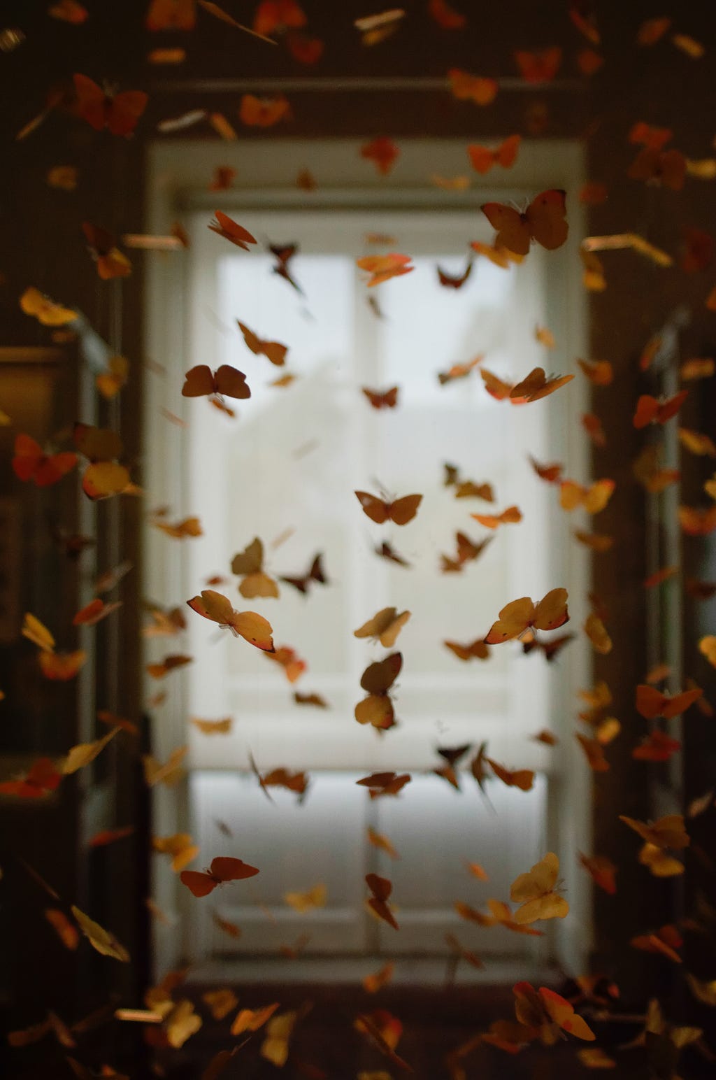yellow and orange butterflies flying in front of a window