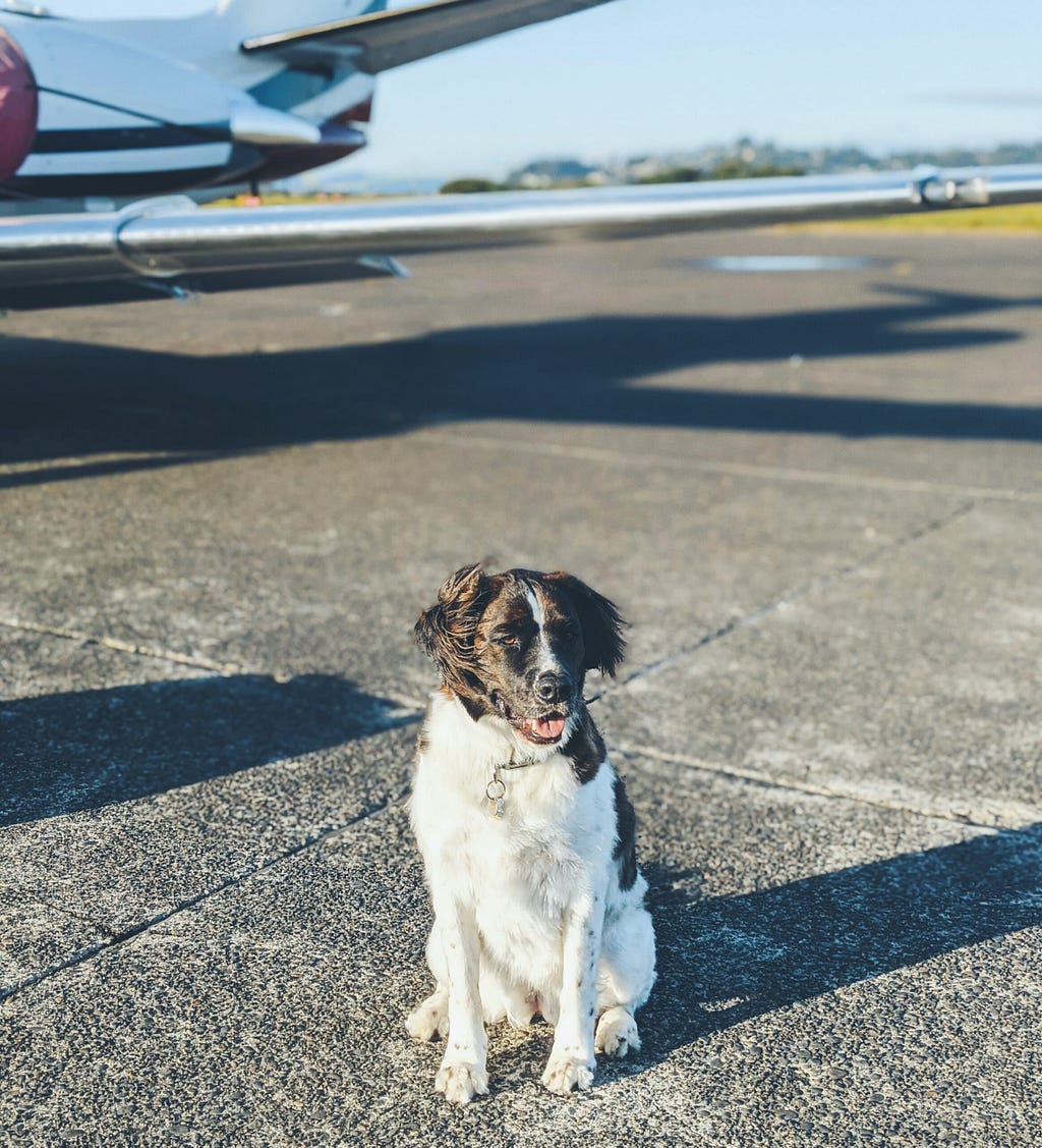 This big dog will have to fly in the cargo area.