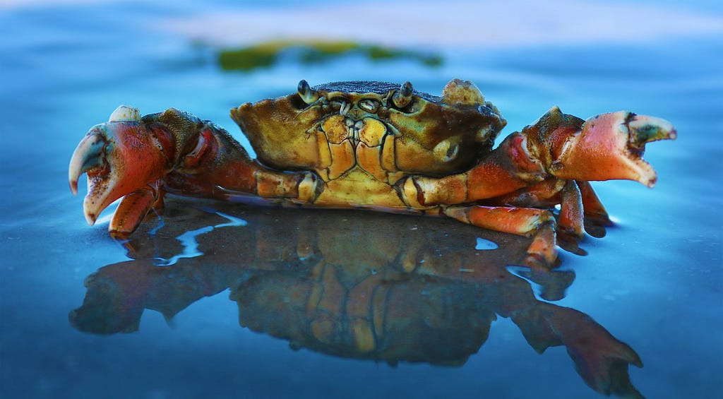 Crab with claws extended on the surface of calm water.