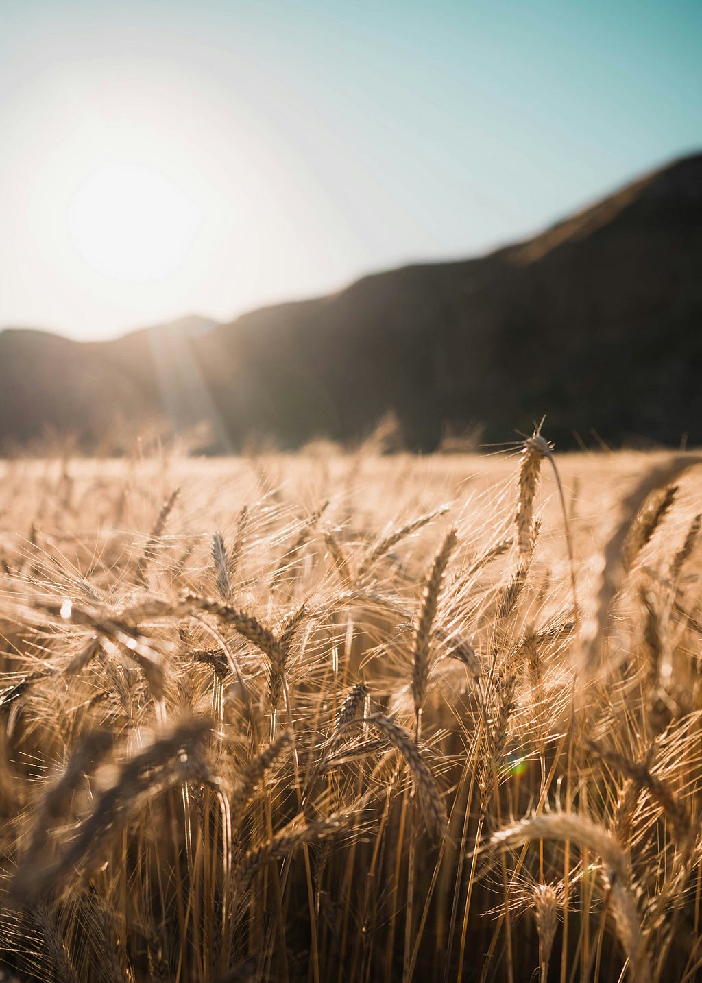 Field of Wheat, Symbolizing Abundance and Prosperity in Dreams