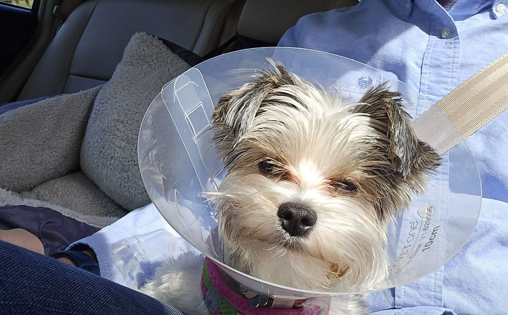 Dog wearing a cone around its head