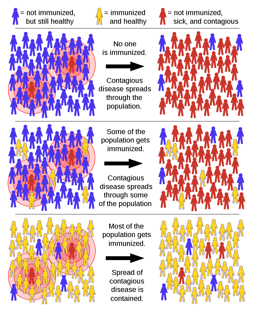 Figure 1: How a virus spreads with different percentages of population are immune.