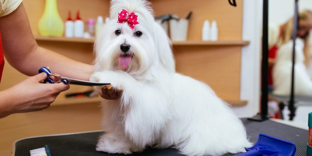 Dog Groomer Tip Calculator: Crack the Code to Generous Tipping!