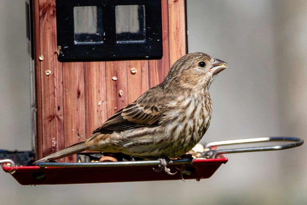 A sparrow sitting on a bird feeder.