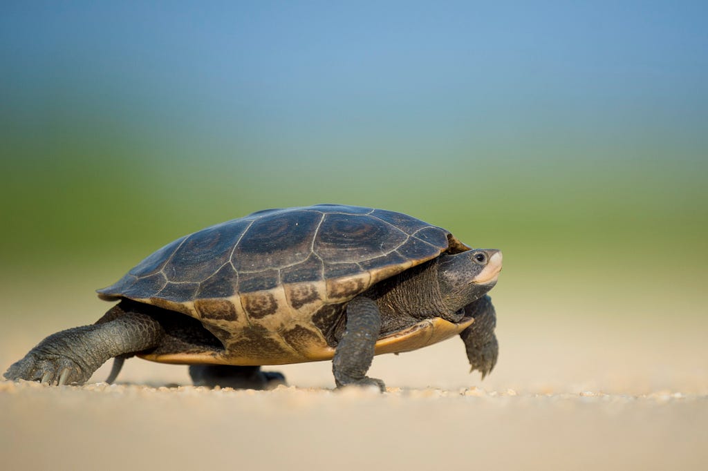 A turtle crawling on sand