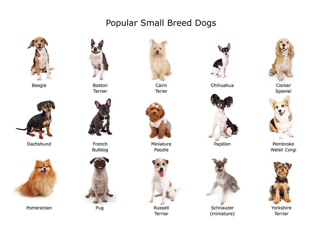 List of popular small dog breeds with their breed name and photo