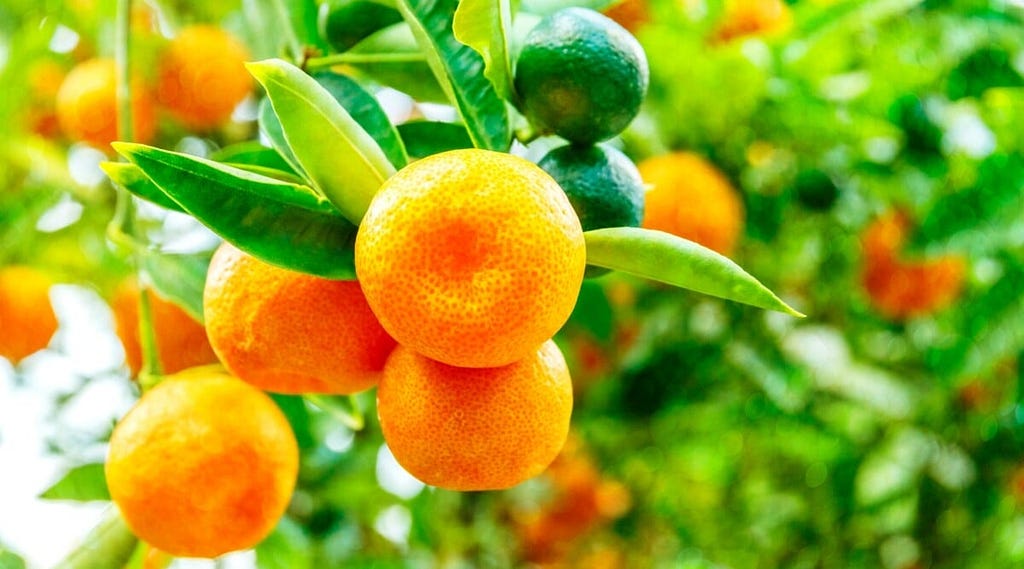 Citrus Delights: How to Successfully Grow Hydroponic Oranges - Nutrient requirements for healthy orange growth