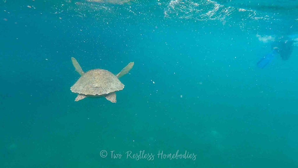 Snorkeling on Silk Caye reef as a lagerhead flies away