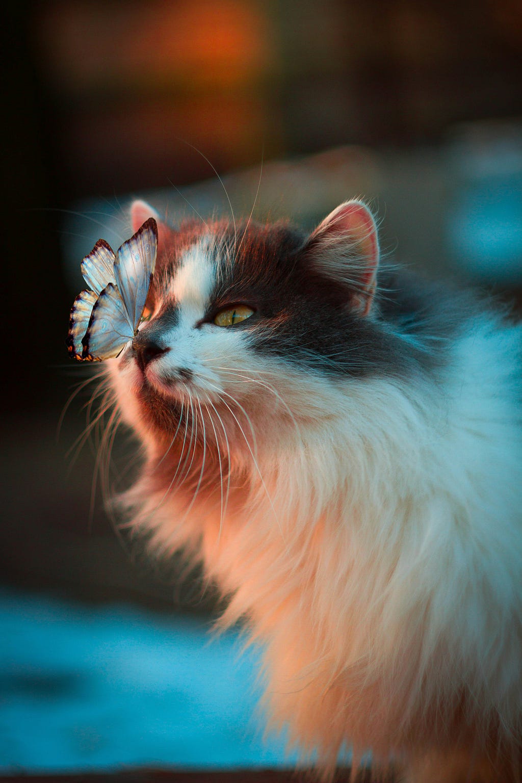 Cat with a butterfly on its nose