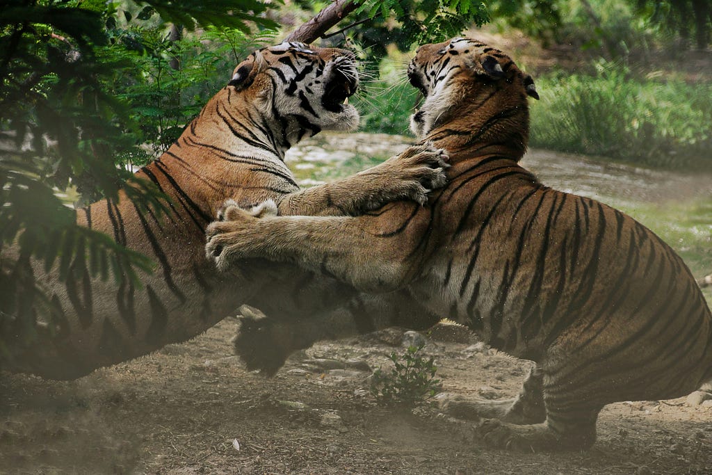 Image of two tigers fighting in the jungle to represent the battle we have with our own self-narrative.