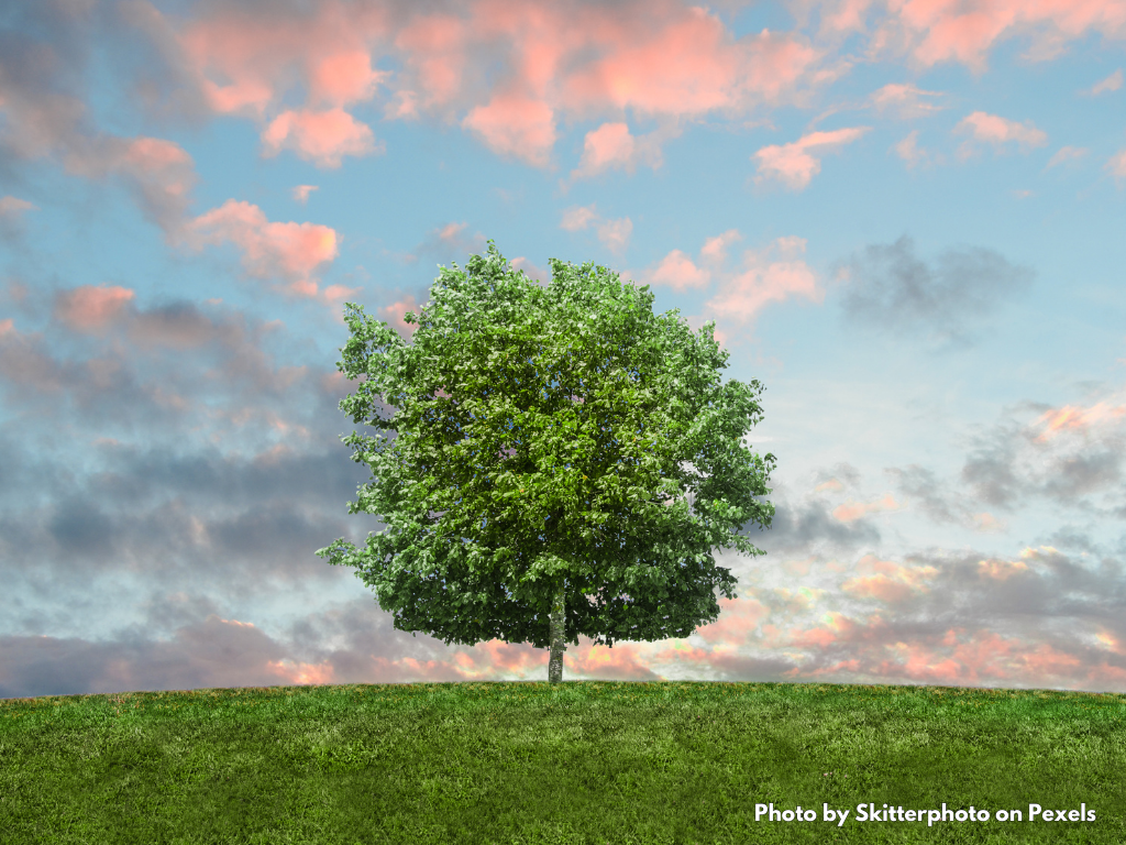 Image of a single tree with green leaves in a field of green, healthy grass. The tree is in front of a background of pink clouds in a blue sky.