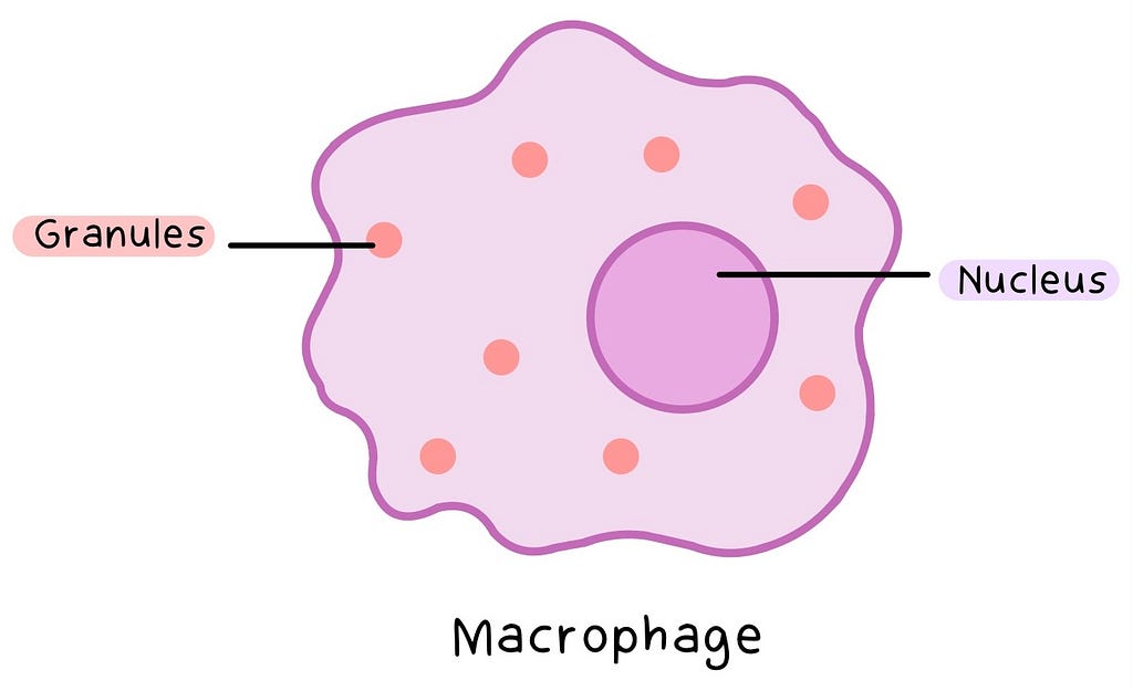 Labelled illustration of a Macrophage