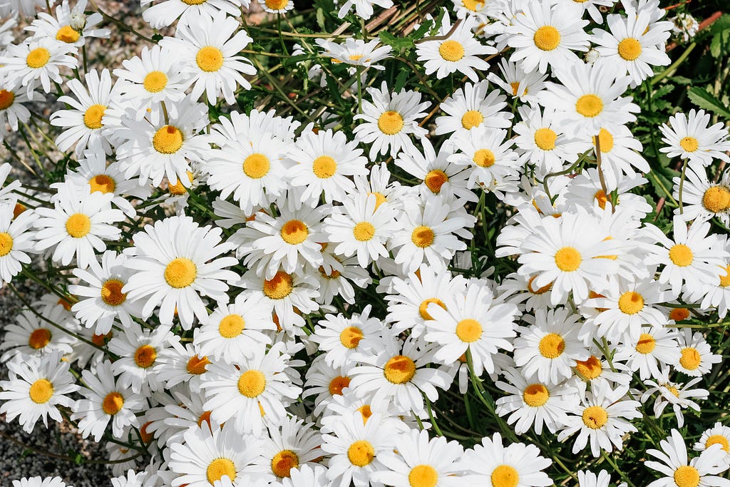 White flowers with yellow stems growing thick over the ground