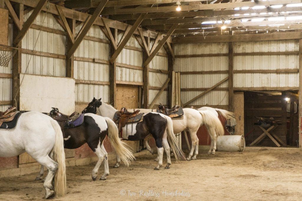 Ponies all lined up for trail riding at Painted Bar Stables, NY