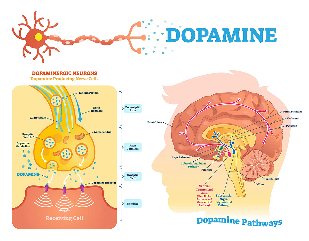 Dopamine travels along 4 major pathways in the brain and serves as a chemical messenger. It affects movement, coordination, pleasure and cognition (Guy-Evans, 2024).