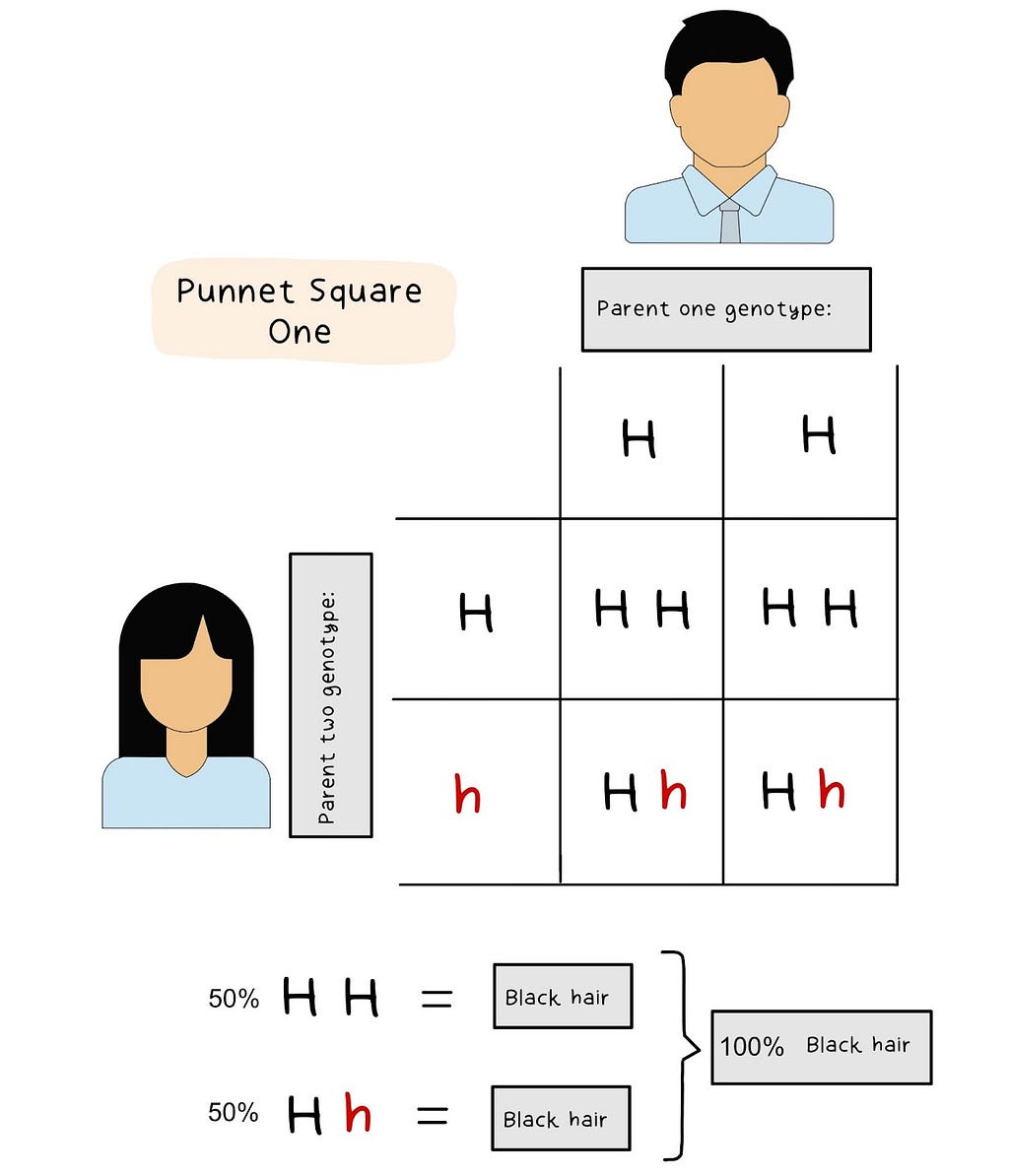 Punnet square. Both parents have black hair
