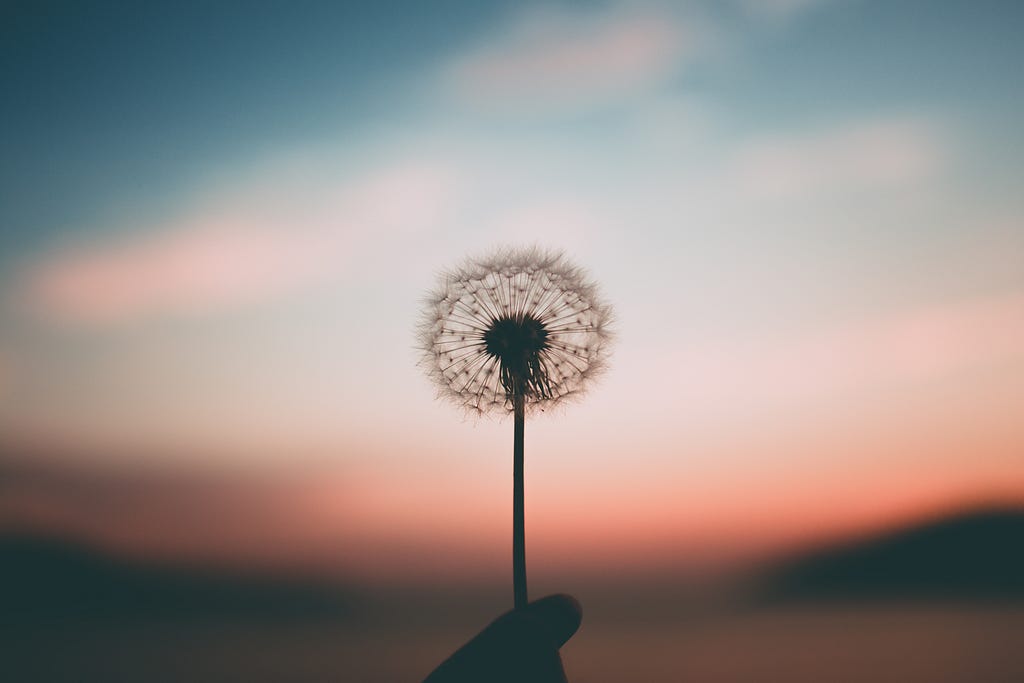 A dandelion on a blurred background of an early morning sky