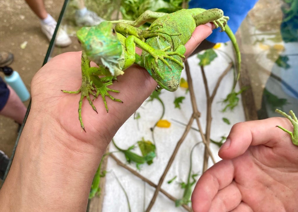 holding baby green iguanas