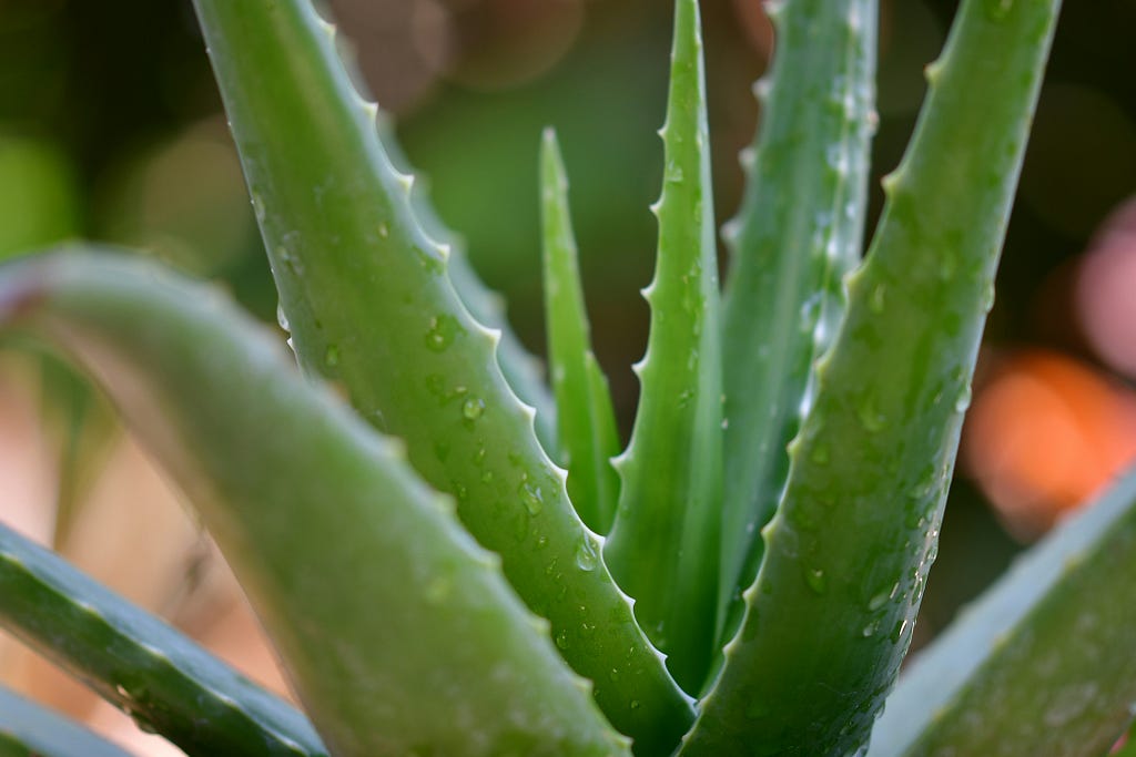 Green spiky stems