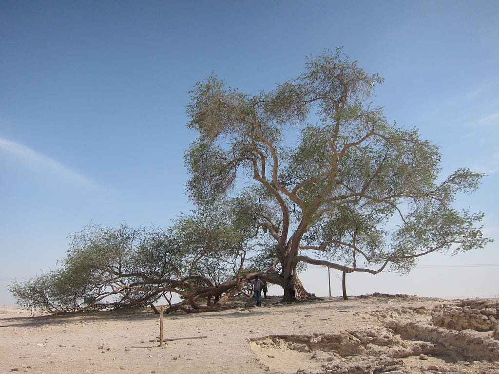 Tree of Life: places to visit in bahrain
