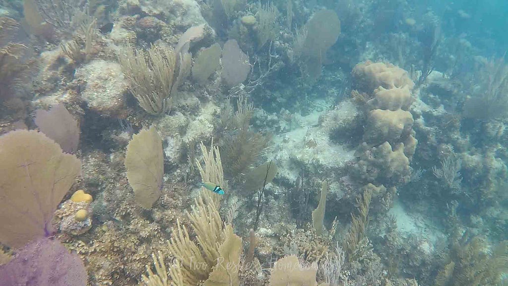 Beautiful parrot fish while snorkeling the Silk Caye Belize reef