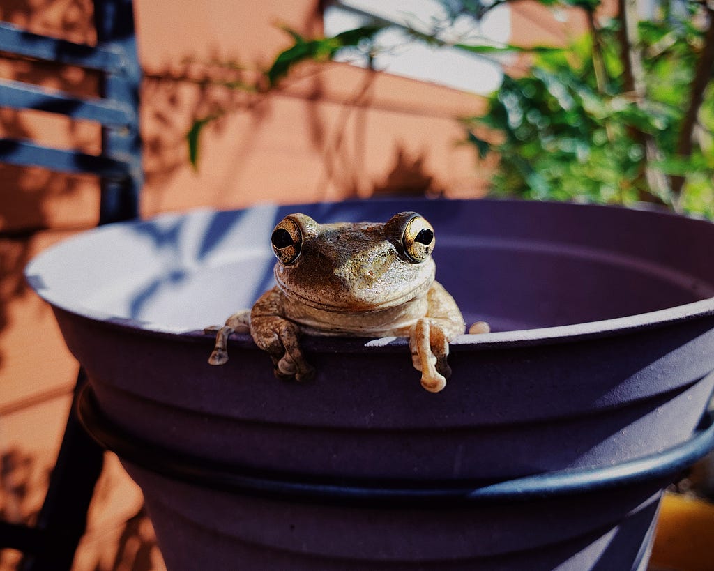 Frog peeking out of a pot