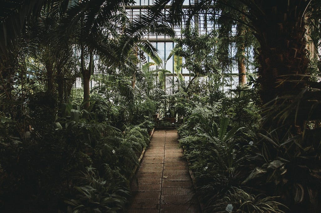 greenhouse interior with green plants
