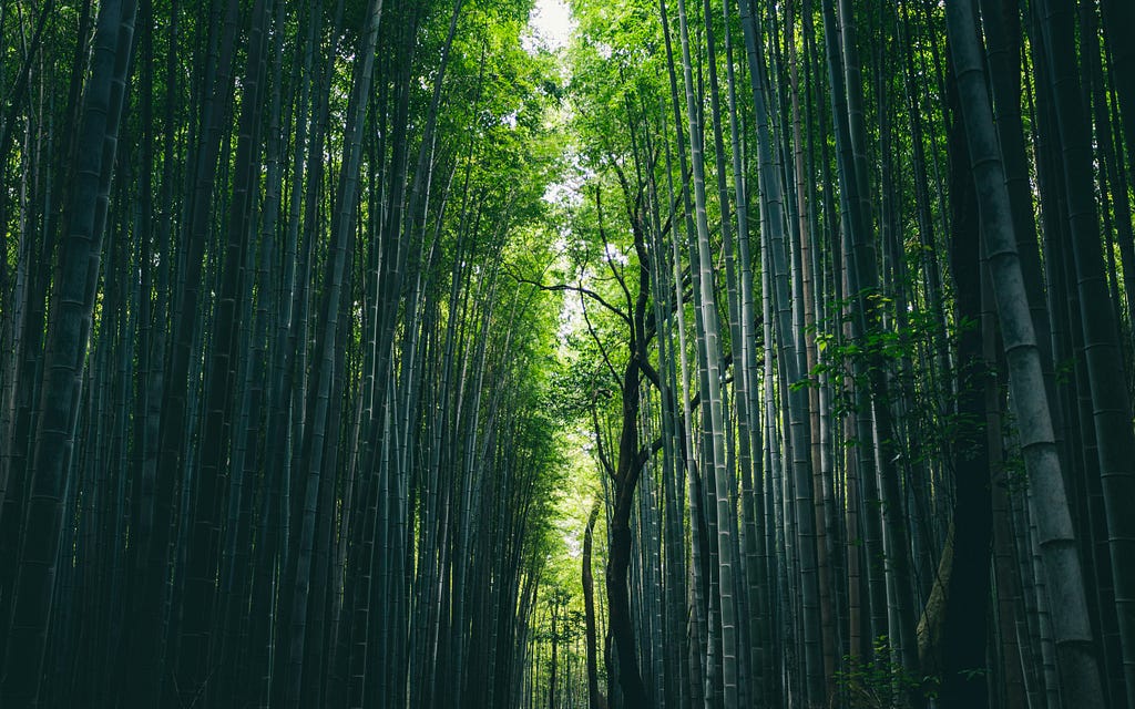 This image depicts a pathway surrounded by lush green bamboo trees.