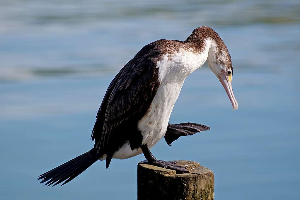 1. History of Shag Dancing: Tracing the Origins of this Local Dance Phenomenon