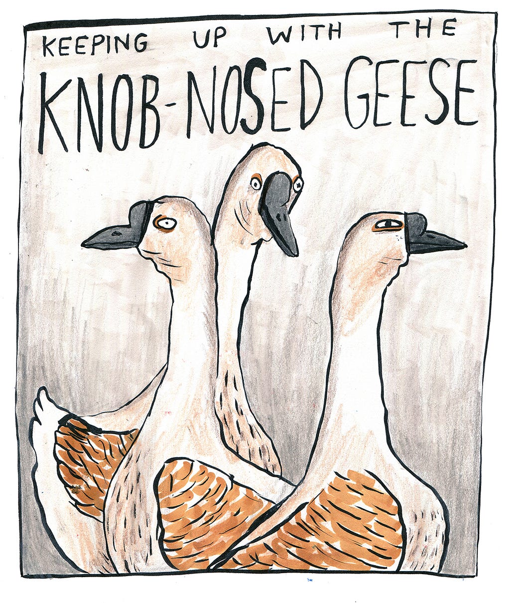 geese