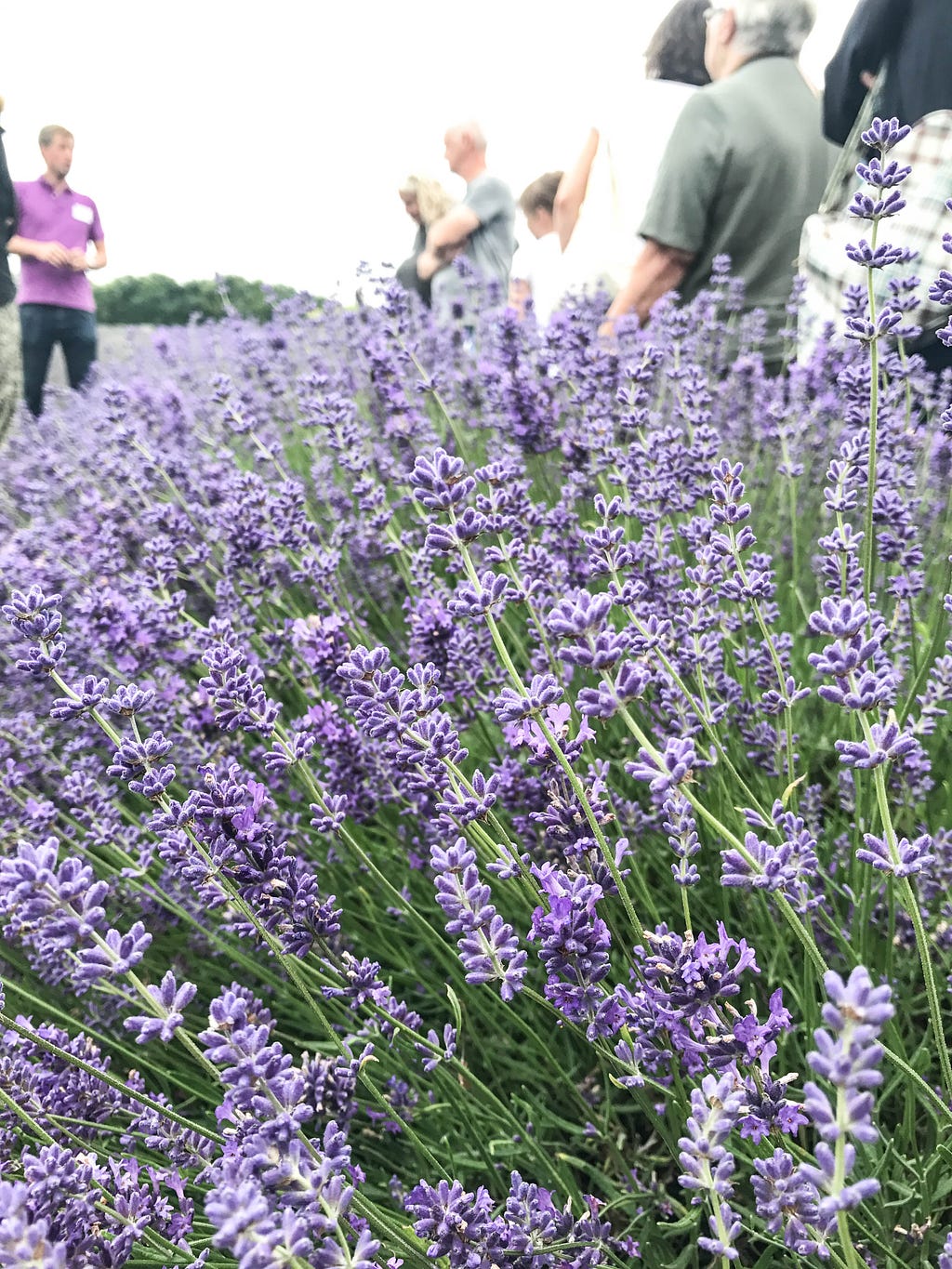 Lavender field Hop Shop kent