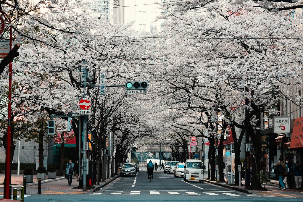 Person riding bike on street with cherry blossoms blooming above