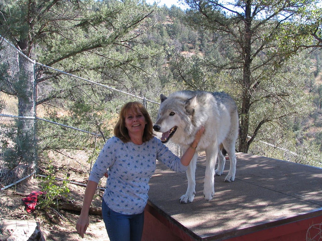 A woman stands next to Cheyenne, the wolf, who stands on a platform.