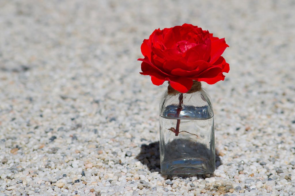 Red flower in clear glass vase