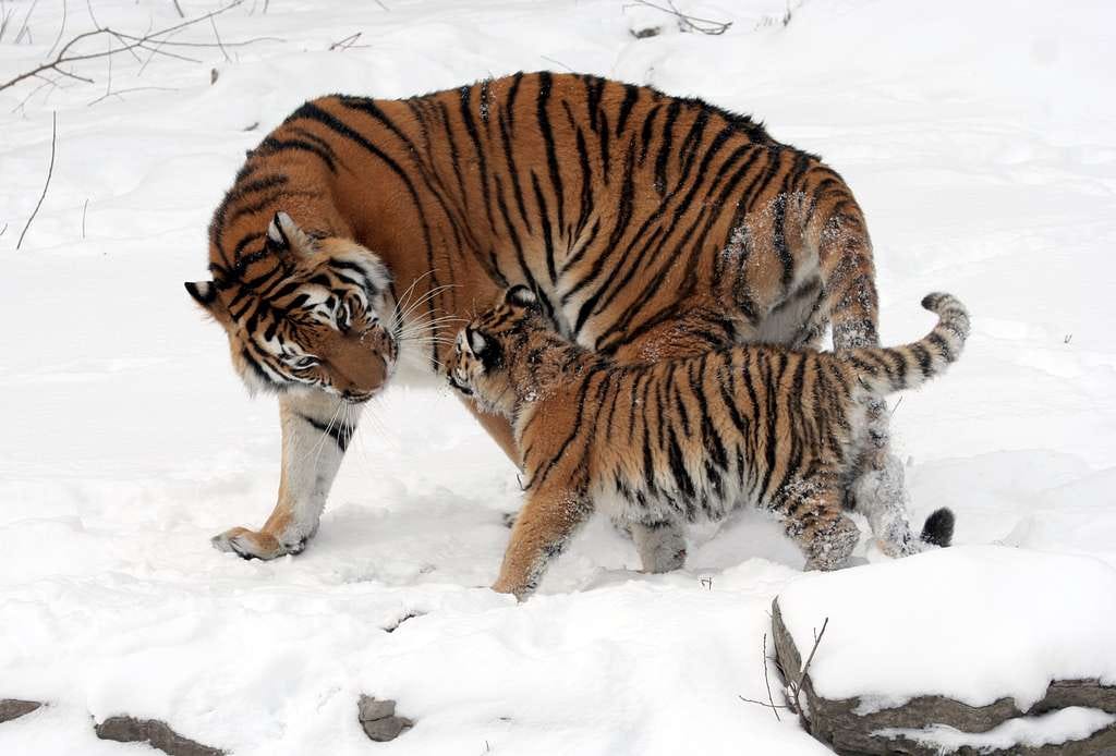 El Tigre de Amur el Tigre más Grande del Mundo