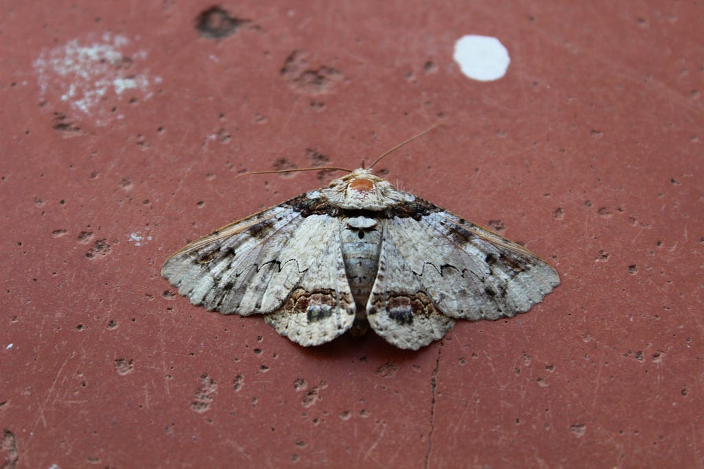 Photo of a white and beige moth with brown and black markings, positioned on a red concrete surface. The concrete is naturally pitted and indented, and has two white spots on the surface. The moth’s wings are spread widely, in a resting position.