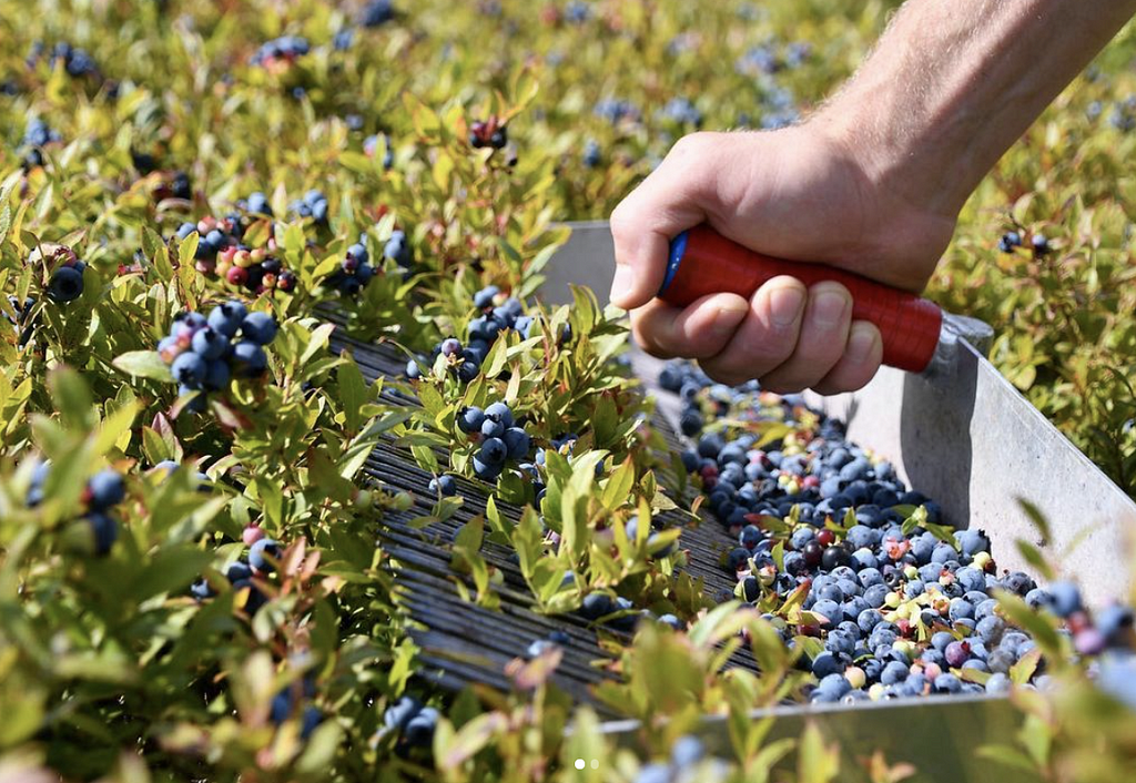 SenzAgro’s Precision Agriculture Technologies in Japan Blueberry Farming