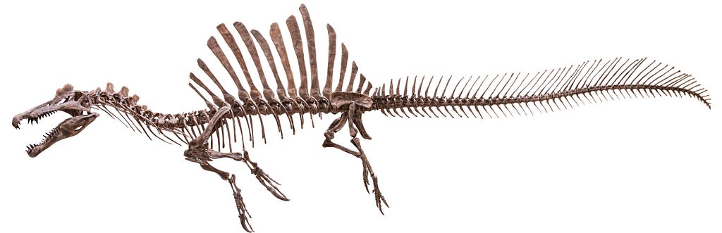 A reconstructed skeleton of Spinosaurus. Notice the similarity in length of the forelimbs and the hindlimbs.