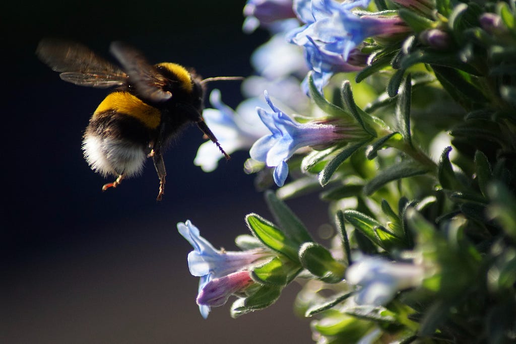 a bumblebee pollinating a flower