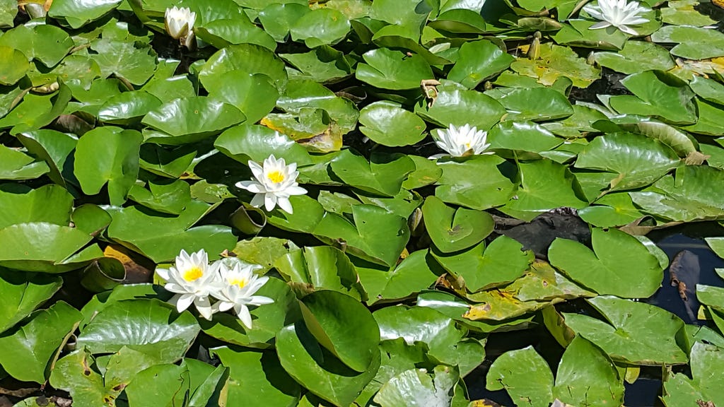 Dr. Sun Yat Sen Garden