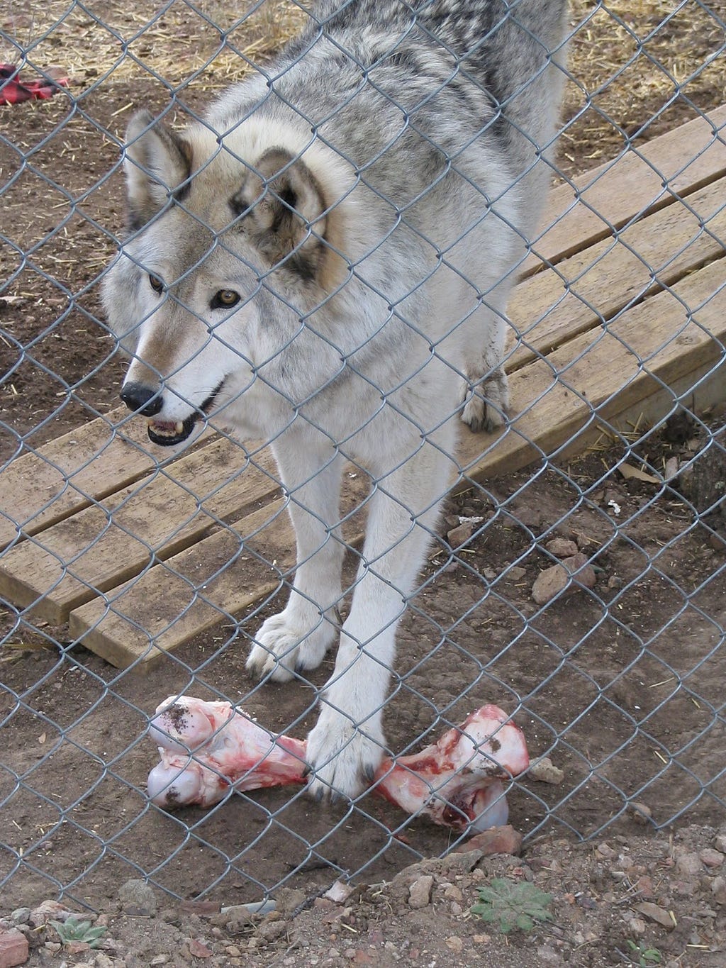 Cheyenne the grey and white wolf is standing with one paw on a bloody bone.