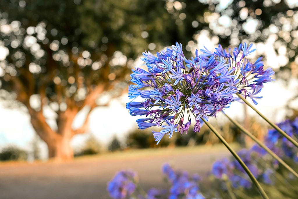 Agapanthus flower